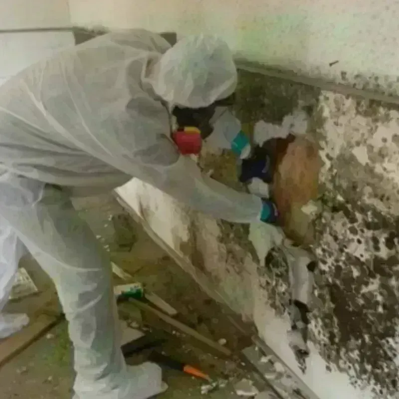 Mold Remediation and Removal in Loomis, CA